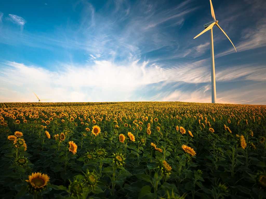 Une éolienne dans un champ de tournesols